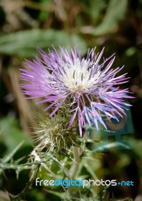 Thistle (lamyropsis Microcephala) In Sardinia Stock Photo