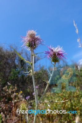 Thistle (lamyropsis Microcephala) In Sardinia Stock Photo