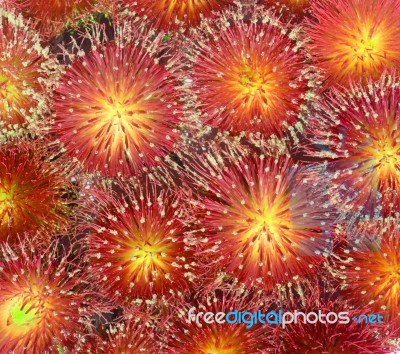 Thistles Stock Photo