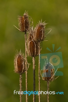 Thistles Stock Photo