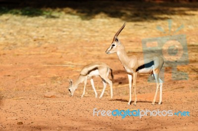 Thomson's Gazelle Stock Photo