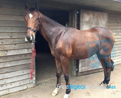 Thoroughbred Foal After Bath Stock Photo