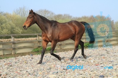 Thoroughbred Horse Trotting In An Arena Stock Photo