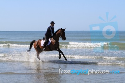 Thoroughbred Racehorse On The Beach In The Sea Stock Photo