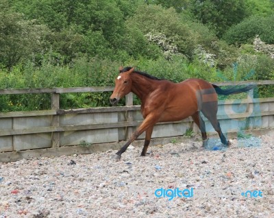 Thoroughbred Yearling Galloping Stock Photo