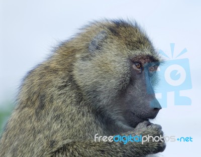 Thoughtful Funny Baboon's Portrait Stock Photo