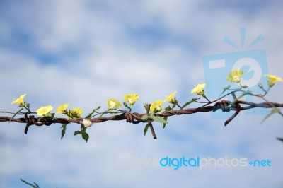 
Thousands Of Yellow Flowers On Old Rusty Barbed Wire Stock Photo