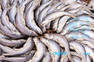 Threadfin Fish Dehydrated Stock Photo