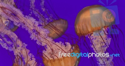 Three Beautiful Deadly Jellyfishes In The Sea Stock Photo