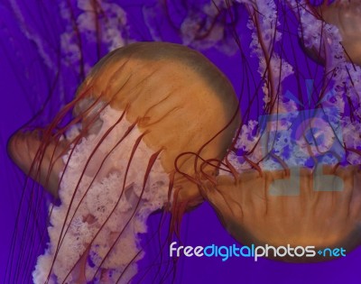 Three Beautiful Deadly Jellyfishes In The Sea Stock Photo