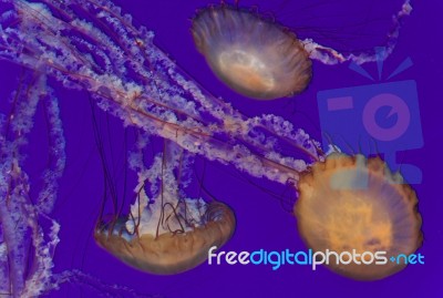 Three Beautiful Deadly Jellyfishes In The Sea Stock Photo