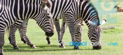 Three Beautiful Zebras Together Stock Photo