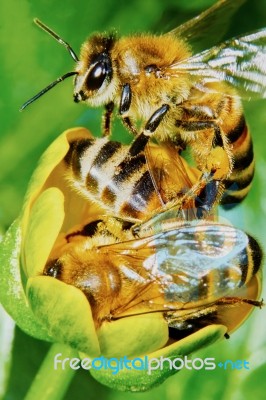 Three Bees On A Flower Stock Photo