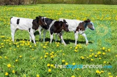 Three Black White Calves Walk In Green Meadow With Dandelions Stock Photo