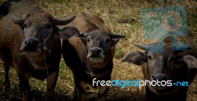 Three Buffaloes Stock Photo