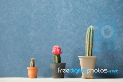 Three Cactus With Dark Blue Background Stock Photo