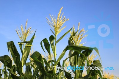 Three Corn Flower In Blue Sky Stock Photo