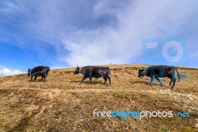 Three Cows Were Walking On The Mountains Stock Photo