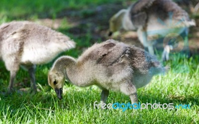 Three Cute Chicks Of Canada Geese On A Field Stock Photo