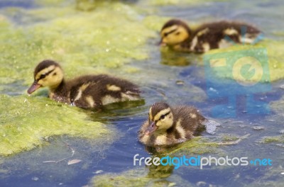 Three Cute Young Ducks Stock Photo