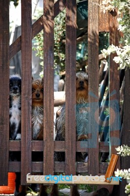 Three Dogs Stock Photo