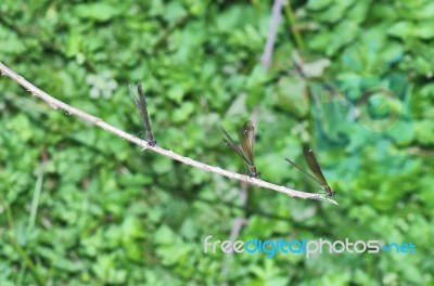 Three Dragonflies Stock Photo