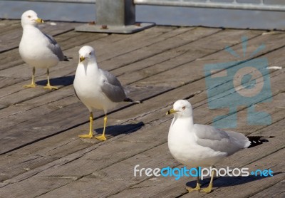 Three Gulls In Row Stock Photo