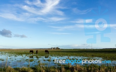 Three Horses Grazing On The Farm Stock Photo