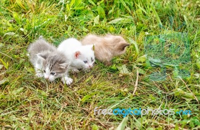 Three Kittens Walking On Grass Stock Photo