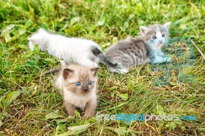 Three Kittens Walking On Grass Stock Photo