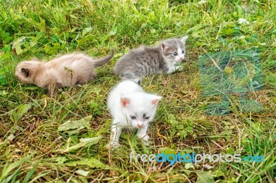 Three Kittens Walking On Grass Stock Photo