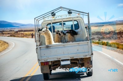 Three Lamas With Traditional Ear Tags Ride In A Truck. Road To L… Stock Photo