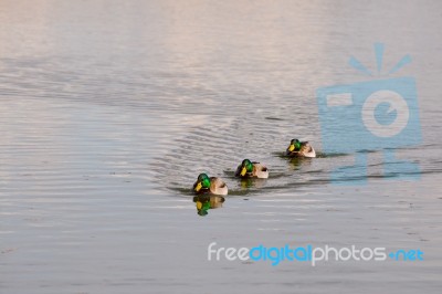 Three Male Mallards (anas Platyrhynchos) Stock Photo