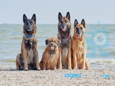 Three Malinois Belgian And Little Pyrenean Shepherd Stock Photo