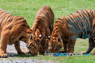 Three  Of  Bengal Tiger In Field Stock Photo