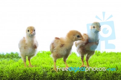 Three Of Little Yellow Kid Chick Standing On Artificial Green Gr… Stock Photo