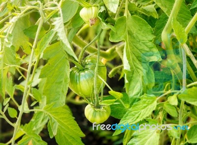 Three Ripening Green Tomatoes Stock Photo