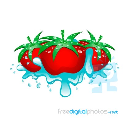 Three Tomatoes Stock Image