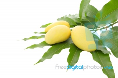 Three Yellow Mango Leaf On White Background Stock Photo