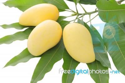 Three Yellow Mango On Leaf Focus At Center Fruit Stock Photo