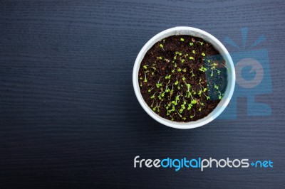 Thymus Seedlings Stock Photo