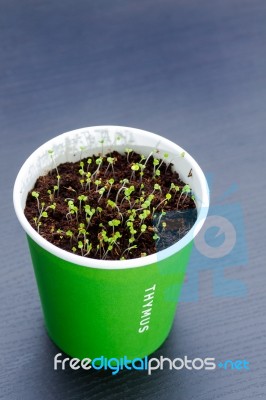 Thymus Seedlings Stock Photo