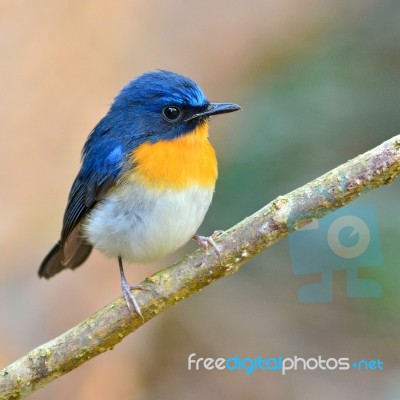 Tickell Blue Flycatcher Bird Stock Photo