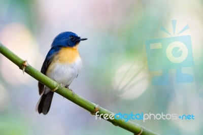 Tickell's Blue Flycatcher Stock Photo