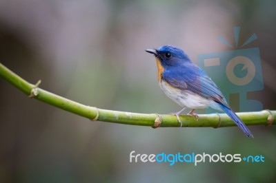 Tickell's Blue Flycatcher Stock Photo