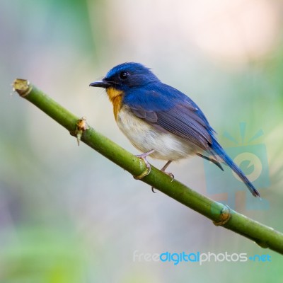 Tickell's Blue Flycatcher Stock Photo