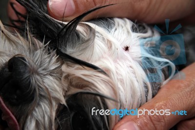 Ticks On A Dog Head Stock Photo