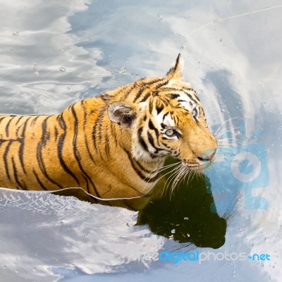 Tiger Stock Photo