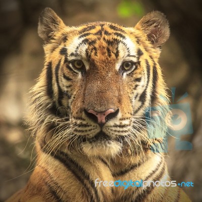 Tiger Stock Photo