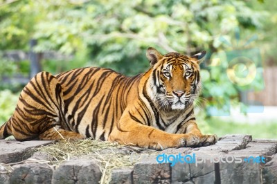 Tiger Stock Photo